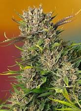 Papaya Zoap Auto autofem (SwS) (3+1 шт.)