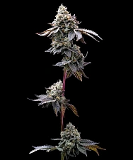 GMO Cookies fem (Brn) (1 шт.)