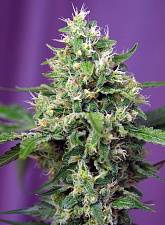 Sweet Amnesia Haze XL Auto autofem (SwS) (5+2 шт.)