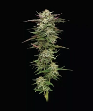 Humboldt Headband Auto autofem (HmbS) (3 шт.)