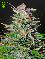 Super Lemon Haze Auto (Feminised) autofem (GHS) (1 шт. собст.фасовка)