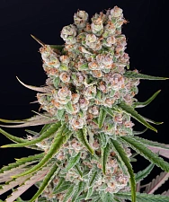 GMO Auto autofem (Brn) (1 шт.)