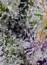 Pineapple Slush XL Auto autofem (SwS) (5+2 шт.)