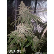 Miracle Fritter Foto Fem (10+2 шт.)