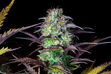 Original Auto Blueberry autofem (FsBd) (5 шт.)