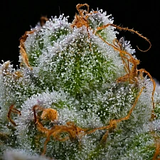 Blue Dream fem (Brn) (1 шт.)
