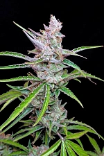 Original Auto Moby Dick autofem (FsBd) (3 шт.)