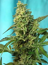 Green Poison F1 Fast Version fem (SwS) (25 шт.)