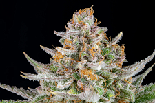 Strawberry Pie Auto autofem (FsBd) (1 шт.)