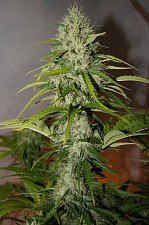 Grapefruit Matic autofem (FsBd) (1 шт.)