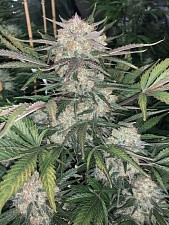 Original Auto BubbleGum autofem (FsBd) (5 шт.)