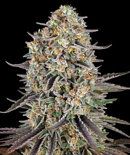 Sour Strawberry fem (Brn) (1 шт.)