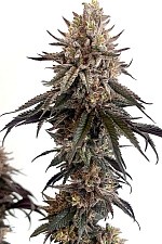 Papaya Sherbet fem (FsBd) (5 шт.)