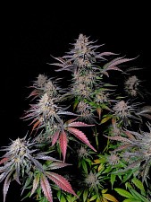 Guava Sundae Auto autofem (FsBd) (3 шт.)