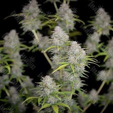 Auto Orange Sherbet feminised Ganja Seeds (4 шт.)