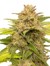 Auto Glue XXL genetics autofem (IZI) (3+1 шт.)
