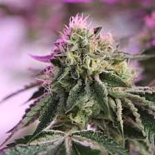 RS11 X Banana OG fem (Brn) (3 шт.)