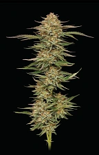 Orange Creampop fem (HmbS) (3 шт.)