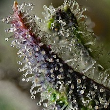 Skunk #1 fem (Brn) (5 шт.)