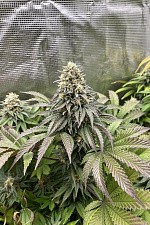Lemonpaya fem (FsBd) (10 шт.)