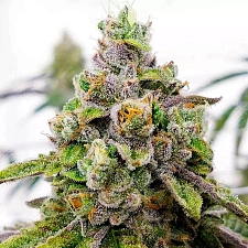 Auto Dos-Si-Dos feminised Ganja Seeds (4 шт.)