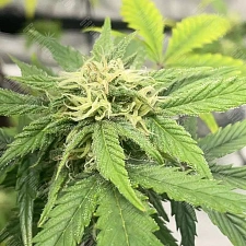 Auto Jealousy Z XL feminised Ganja Seeds (7 шт.)
