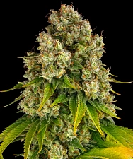 Cheese Auto autofem (Brn) (3 шт.)