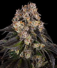 Girl Scout Cookies fem (Brn) (3 шт.)
