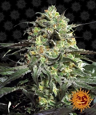Peyote Cookies fem (Brn) (10 шт.)