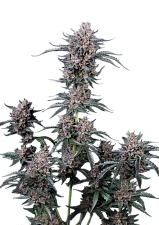Mango Cherry Runtz Auto autofem (FsBd) (3 шт.)