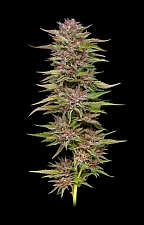 Pineapple Muffin Auto autofem (HmbS) (5 шт.)