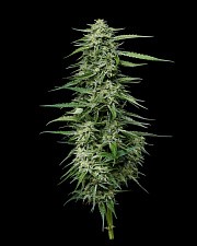 Blueberry Honey fem (HmbS) (3 шт.)