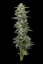 Honey Bear fem (HmbS) (5 шт.)