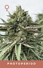 Humboldt Pound Cake fem (HmbS)  (3 шт.)