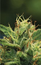 Humboldt Sour Diesel fem (HmbS) (3 шт.)