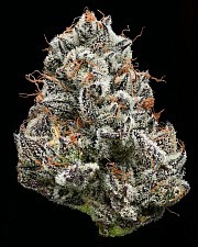 Black Cherry Gushers fem (Brn) (5 шт.)