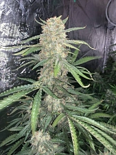 Original Auto OG Kush autofem (FsBd) (10 шт.)