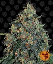 Blueberry OG fem (Brn) (10 шт.)