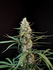 Original Auto Jack Herer autofem (FsBd) (1 шт.)