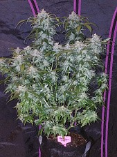 Tangie Auto / Tangie’matic autofem (FsBd) (5 шт.)