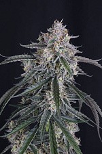 GMO Auto autofem (FsBd) (3 шт.)