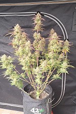Frostbanger Auto autofem (FsBd) (5 шт.)