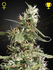 Arjan’s Ultra Haze 1 (Feminised) fem (GHS) (1 шт. собст.фасовка)