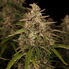 Chronic Ryder BX autofem (DctCh) (5 шт.)