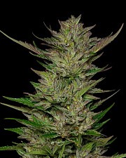 Don Carlos fem (HmbS) (5 шт.)