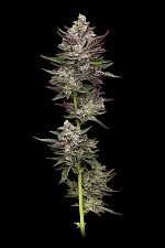 Vanilla Crème Pie fem (HmbS) (5 шт.)