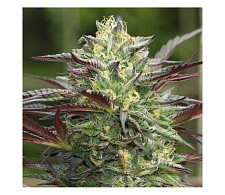 G.S. Cookies fem (HmbS) (3 шт.)
