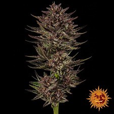 Frosted Zinn x Cookie Dog Auto autofem (Brn) (5 шт.)