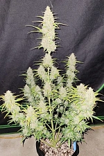 Original Auto Moby Dick autofem (FsBd) (5 шт.)