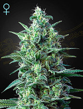 White Widow Auto CBD (Feminised) autofem (GHS) (1 шт. собст.фасовка)